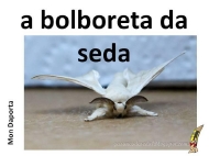 A bolboreta da seda